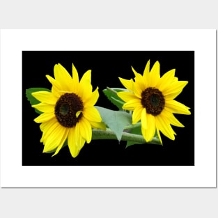 sunflowers, sunflower, sunflowerfield, flowers Posters and Art